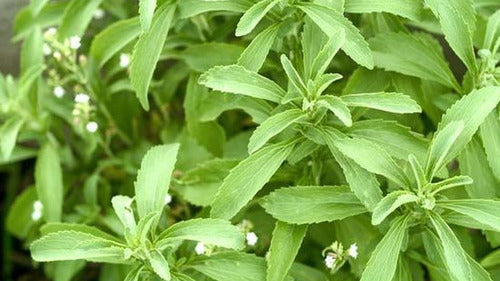 Brota- Stevia Líquida 100 Ml