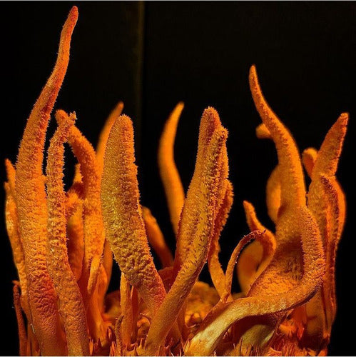 Keho Fungi- Cordyceps Concentrado 990 Miligramos 30 Cápsulas