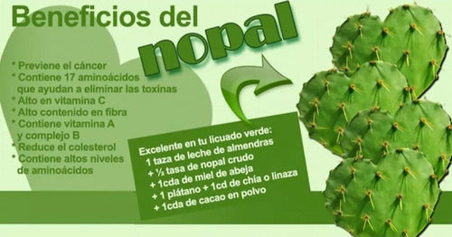 Natures Sunshine - Nopal (100 Caps)