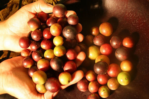 2heal- Camu Camu 500gramos