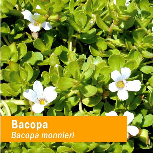 Realpharm- Bacopa 250mg (memoria, Atención, Estres) 90 Capsulas