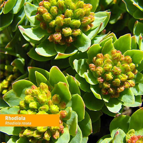 Real Pharm - Rhodiola Rosea 90 Capsulas