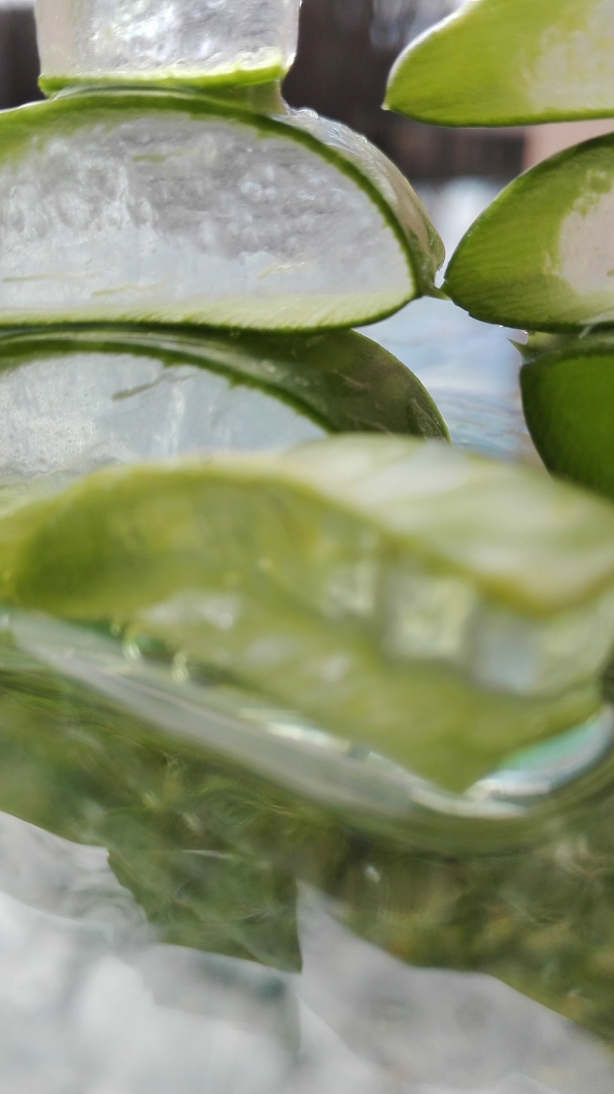 Manare- Aloe Vera Gel 473ml Natural