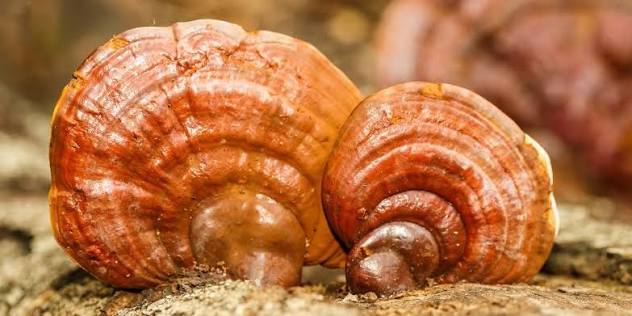Be Healthy- Hongo Reishi 30 Mililitros
