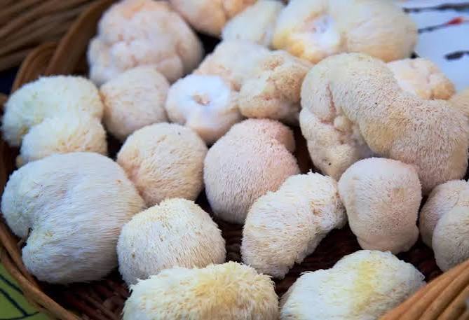 Fungi Pharma- Melena De León 60 Cápsulas