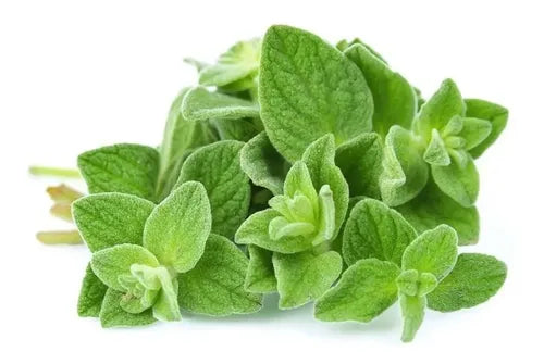 Now - Aceite De Oregano 90 Capsulas Orégano
