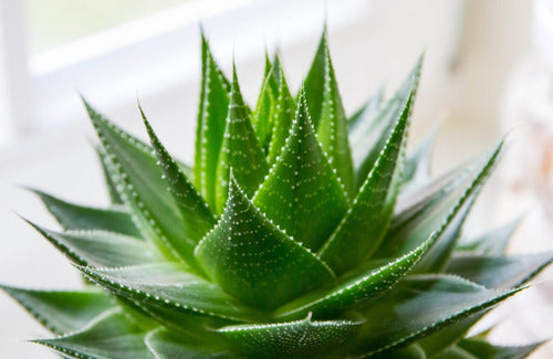 Apicola Del Alba- Aloe Vera Gel Hierbas Nativas 500 Mililitros