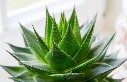 Apicola Del Alba- Aloe Vera Gel Hierbas Nativas 500 Mililitros