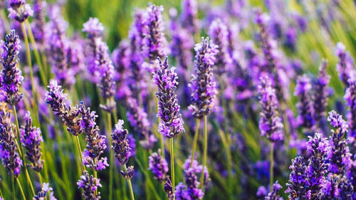  La Botica Del Alma - Infusión Lavanda 20 Bolsitas