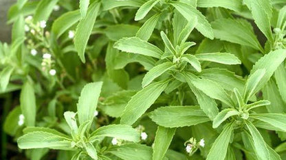 Brota- Stevia Líquida 100 Ml