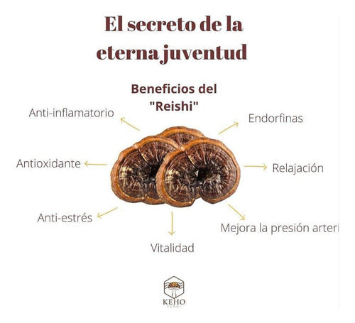 Keho Fungi- Reishi Concentrado 990 Miligramos 30 Cápsulas