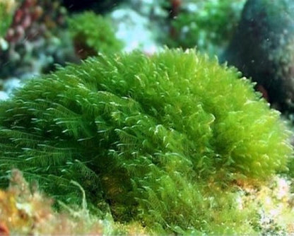 Spirulina Raw 600 G Polvo 100% Orgánico Aquasolar