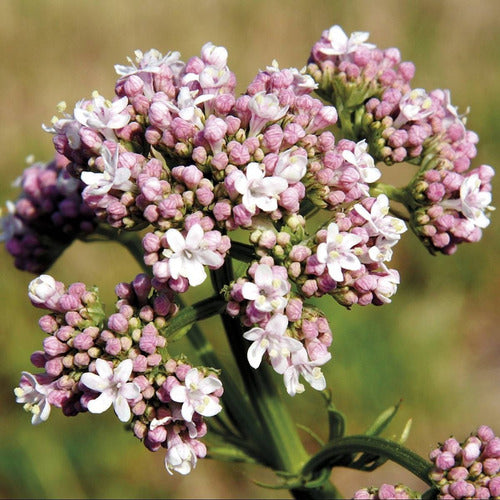 La Botica Del Alma - Valeriana (ansiedad) 60 Caps
