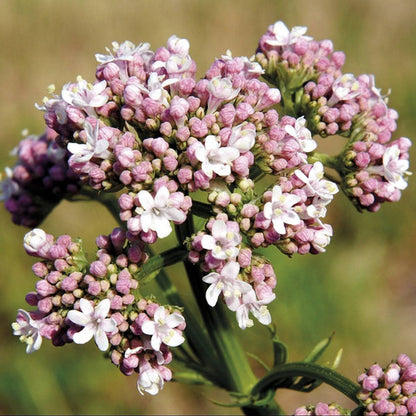 La Botica Del Alma - Valeriana (ansiedad) 60 Caps