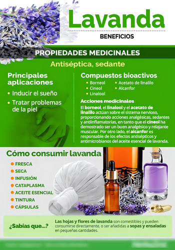 ANC- Sinerbiol 30 Cápsulas
