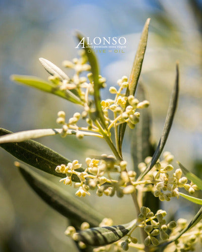Alonso - Aceite De Oliva Varietales 500ml