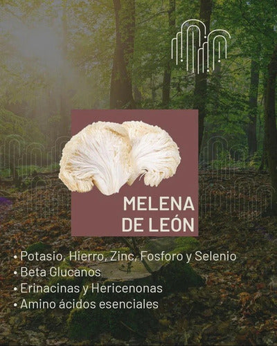 Fungeat - Café Performance Con Melena De León  250g