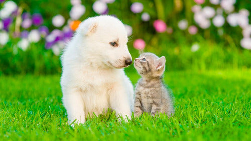 Nup!- Bálsamo para patas y nariz  de perros/ gatos