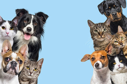 Nup!- Bálsamo para patas y nariz  de perros/ gatos