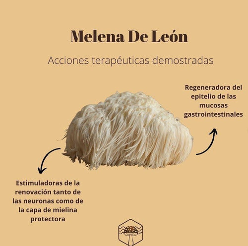 Keho Fungi- Melena De León Concentrado 90 Gramos