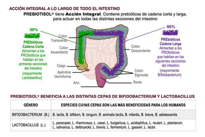 Vital&young -  Prebiotisol 150gr Probiótico En Polvo 