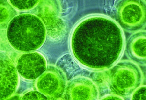 Chlorella Raw 600 G Polvo 100% Orgánico Aquasolar