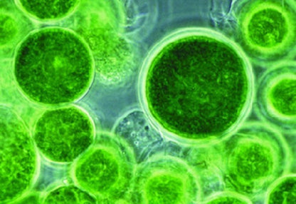 Chlorella Raw 600 G Polvo 100% Orgánico Aquasolar