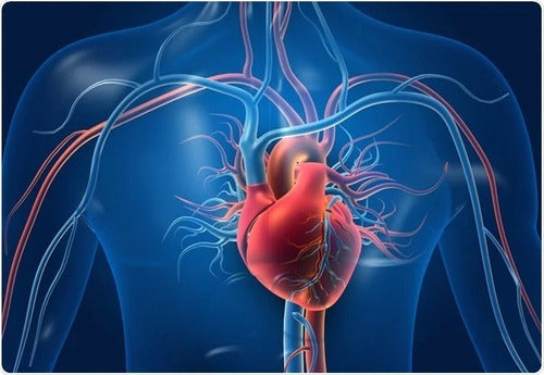 Biocare Taurato De Magnesio 60 Caps Apoyo Corazon Higado Sabor Sin Sabor