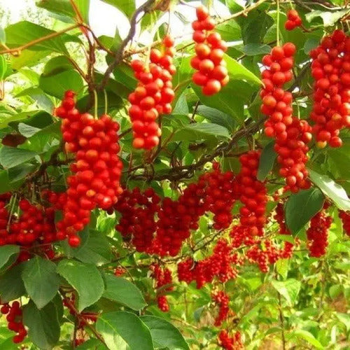 Natural Telchi- Schisandra 90cápsulas