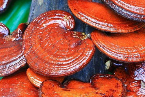 Keho Fungi- Reishi Concentrado 990 Miligramos 30 Cápsulas