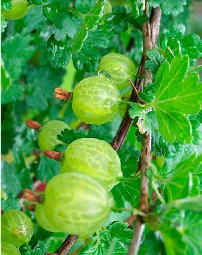 Suplemento Konun Amla Fruit Powder