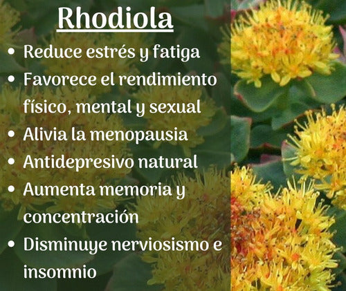 Real Pharm - Rhodiola Rosea 90 Capsulas 
