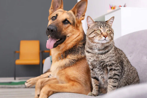 Nup!- Bálsamo para patas y nariz  de perros/ gatos