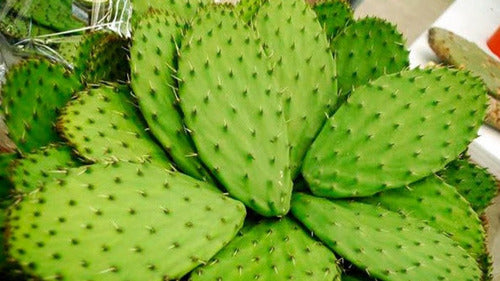 Natures Sunshine - Nopal (100 Caps)
