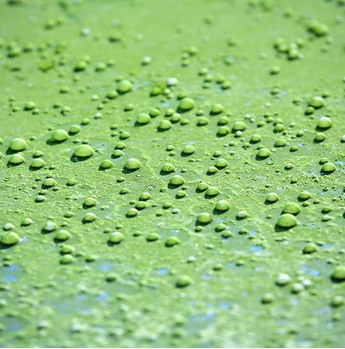 Aquasolar - Chlorella Raw 600g Polvo 100% Orgánico