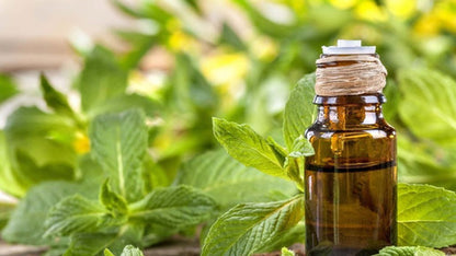 Aceite Esencial Menta - 30 Ml