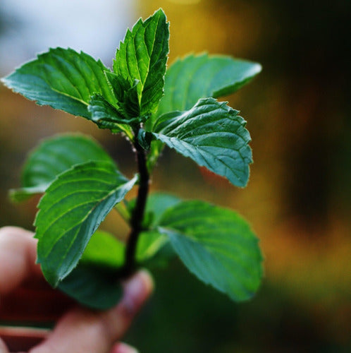 Konun - Té De Moringa Y Menta 50g