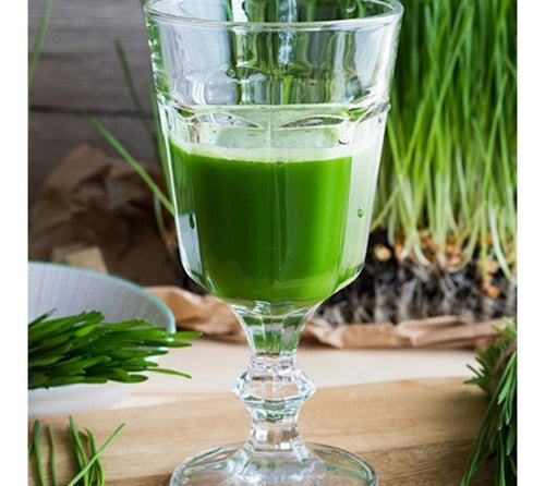 Clorofila Liquida Now 473 Ml