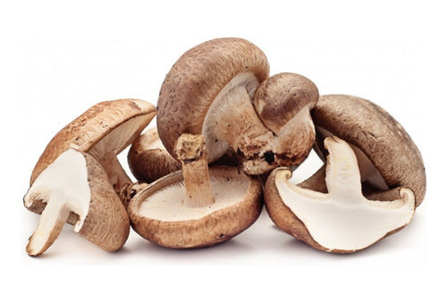 Fungi Pharma- Shiitake 30 ml