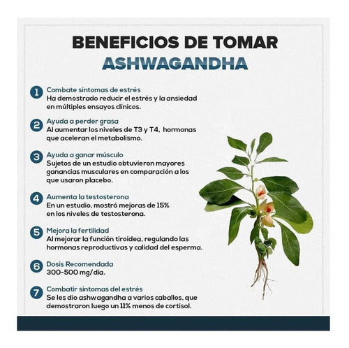 Proactive- Ashwagandha 450 Miligramos 120 Cápsulas