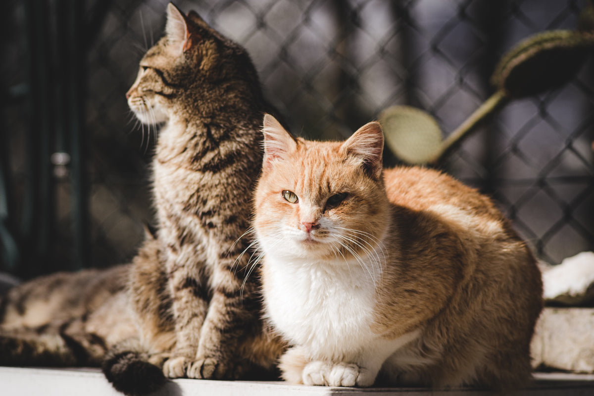 Nup! - Power Renal perros y gatos (Cuidado Renal Y Urinario) 120gramos