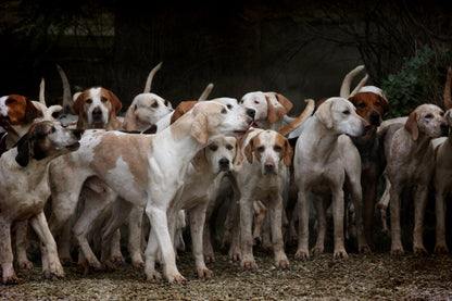 Nup!- Pre Y Probióticos para perros Y gatos 120gramos