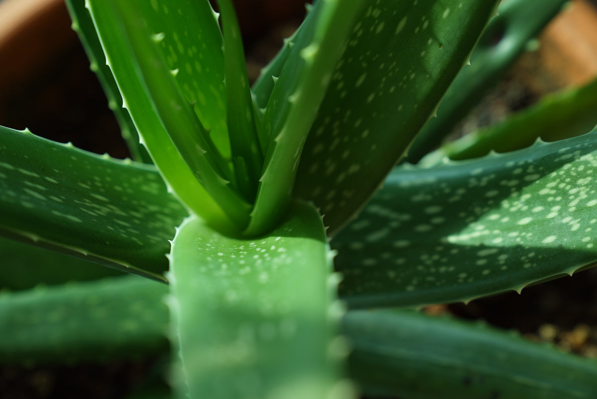 Manare- Aloe Vera Gel 473ml Natural