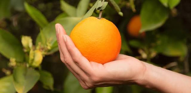 Kirkland- Vitamina C Para Adultos 250 Miligramos 180 Gomitas