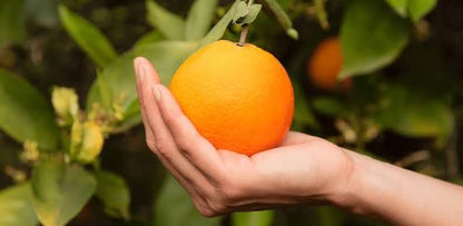 Kirkland- Vitamina C Para Adultos 250 Miligramos 180 Gomitas
