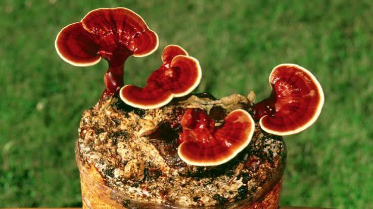 Be Healthy- Hongo Reishi 30 Mililitros