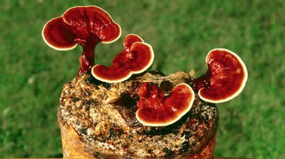 Be Healthy- Hongo Reishi 30 Mililitros